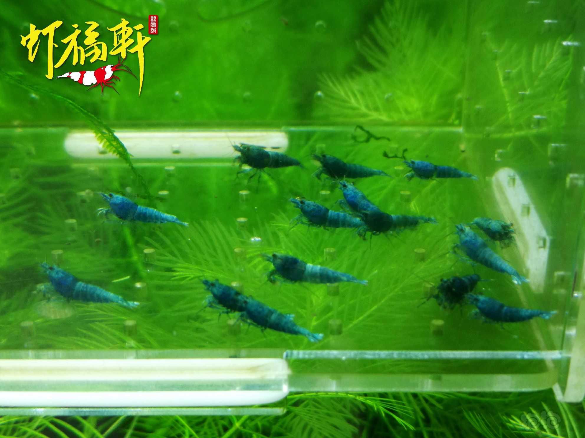 【虾】2022-10-04#RMB拍卖#蓝金刚小苗16只-图3