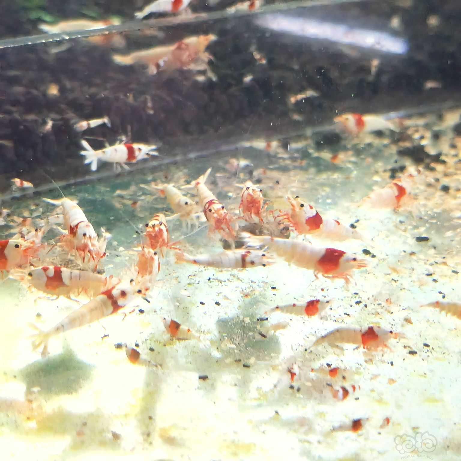 【虾螺】清缸出纯血红白-图7