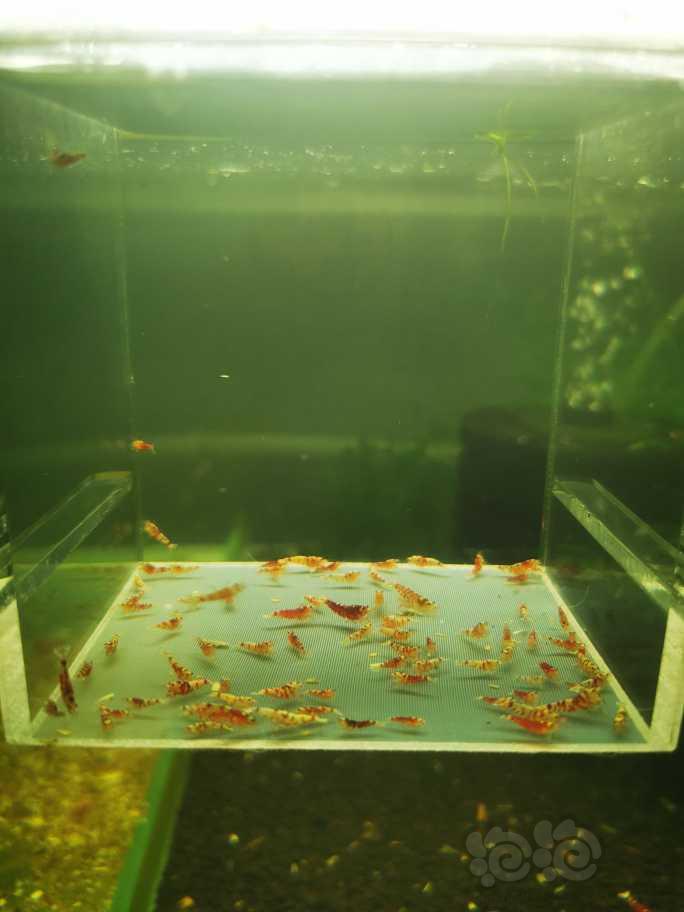 【虾】2022-10-23#RMB拍卖红花虎幼虾一组80只-图2