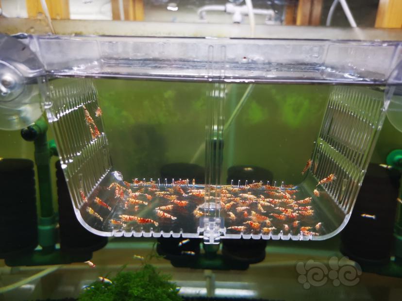 【虾】2022-10-03#RMB拍卖红花虎幼虾一组100只（1）-图1