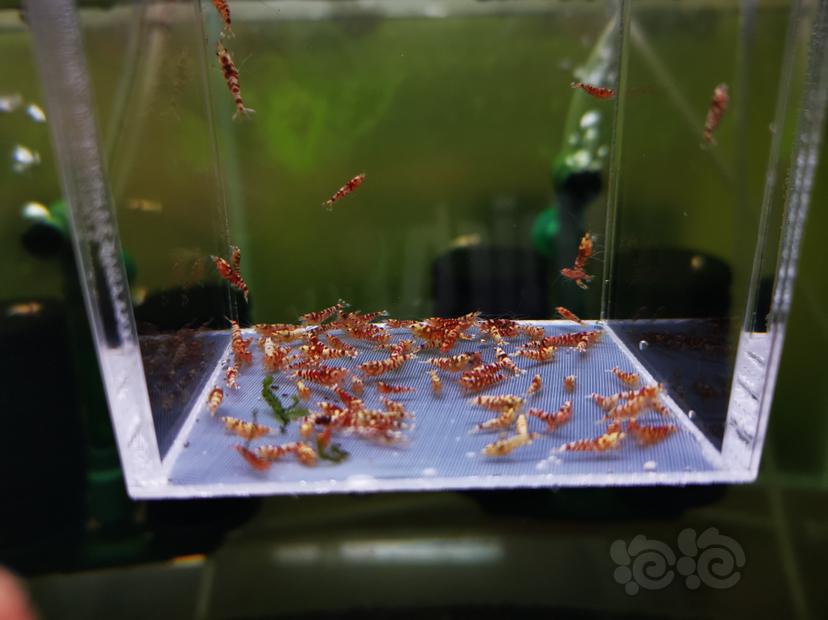 【虾】2022-10-06#RMB拍卖红花虎幼虾一组100只-图1