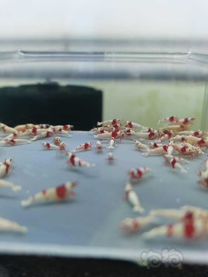 【虾】2022-10-12#RMB拍卖纯血红白幼虾100只-图1