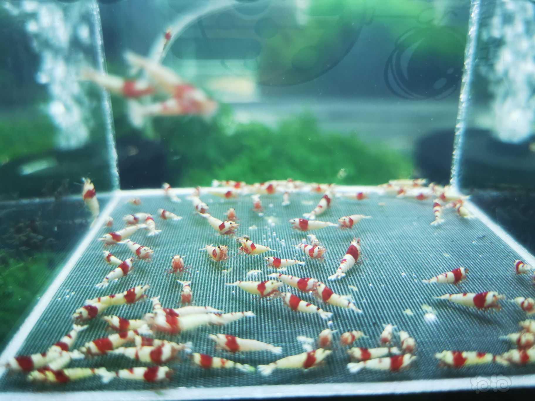 【虾】2022-10-10#RMB拍卖纯血红白一组100只-图1
