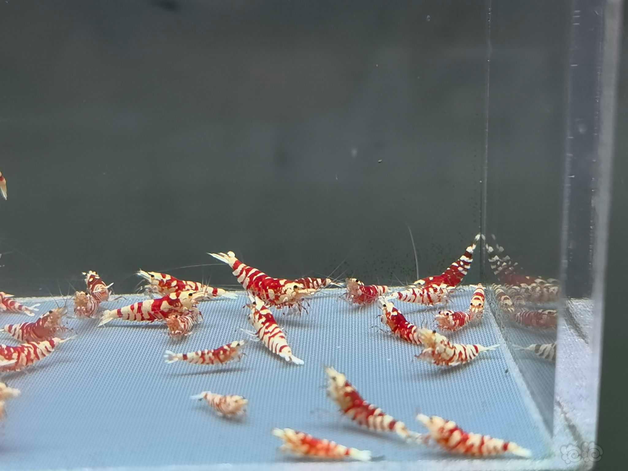 【虾】2022-10-20#RMB拍卖红花虎30只-图2
