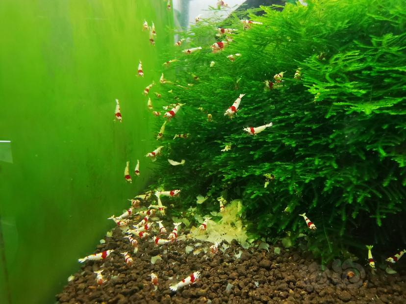 【虾】2022-10-02#RMB拍卖红白幼虾一组100只-图3