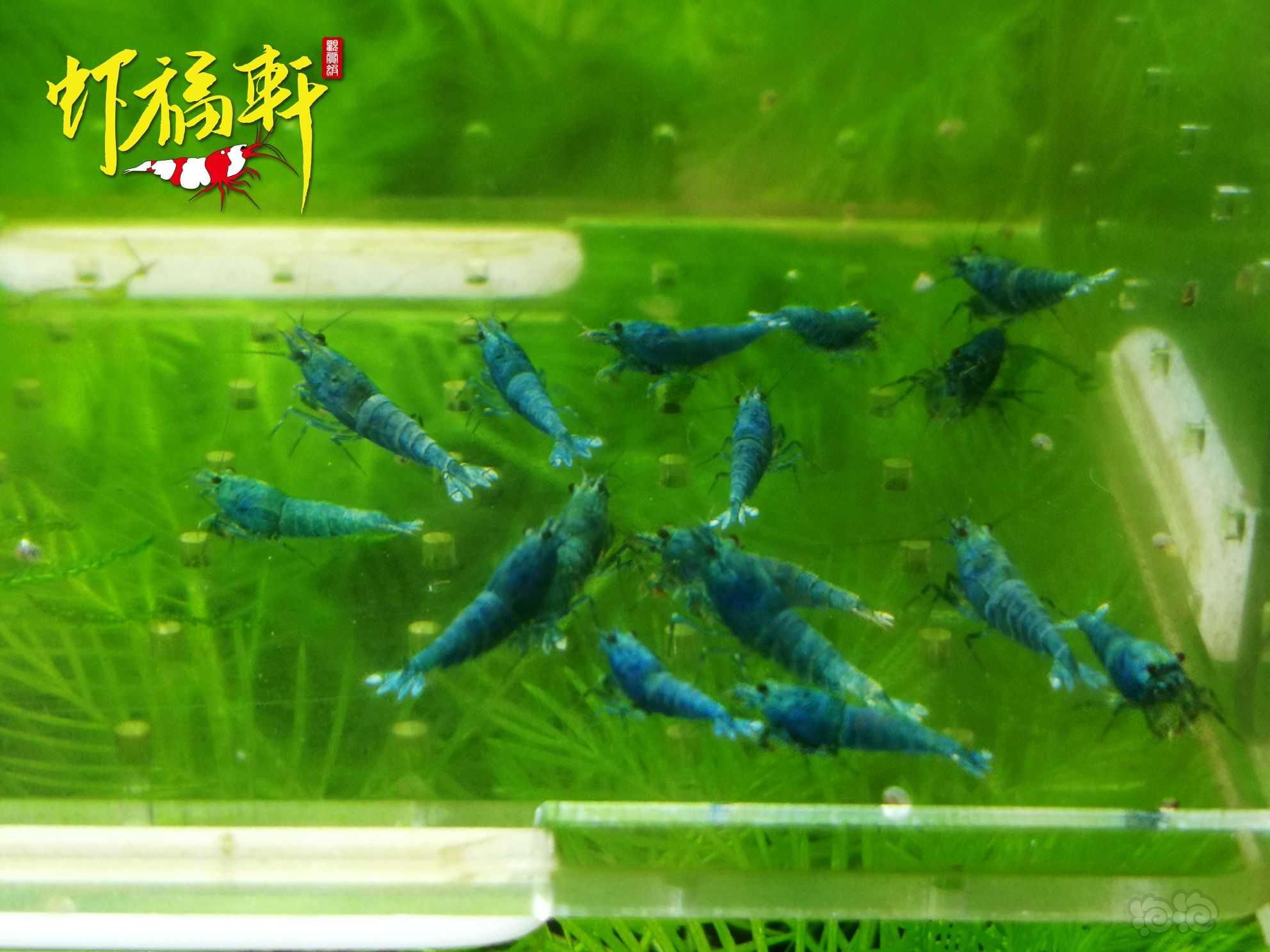【虾】2022-10-07#RMB拍卖蓝金刚小苗16只-图2