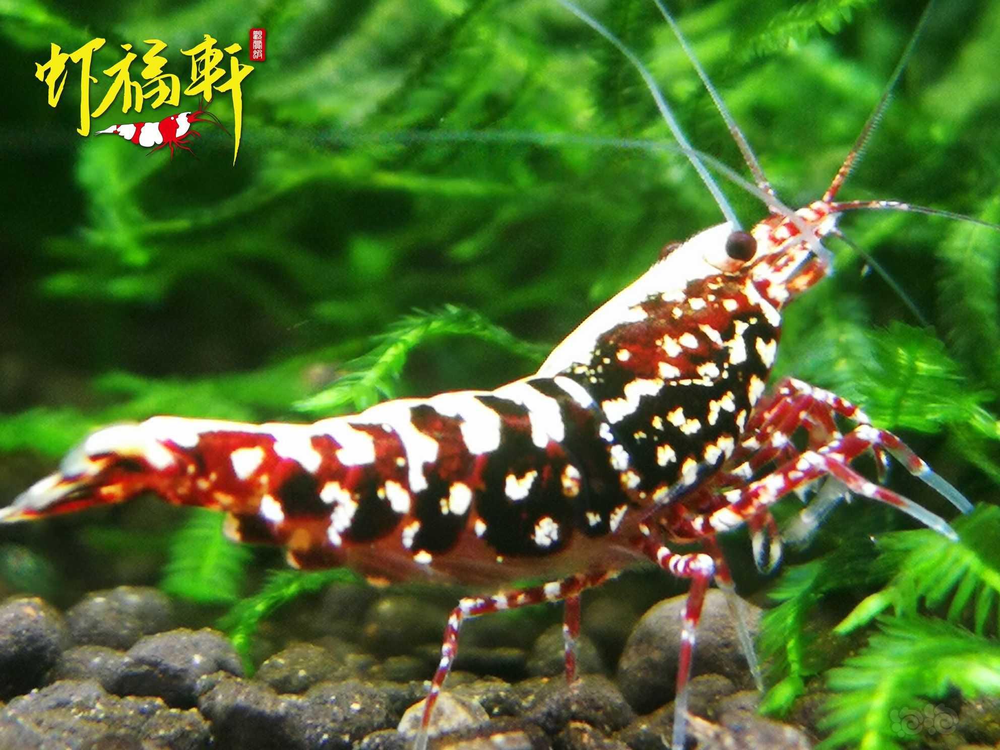 【虾】2022-10-05#RMB拍卖#深红银河雪花种公1只-图3