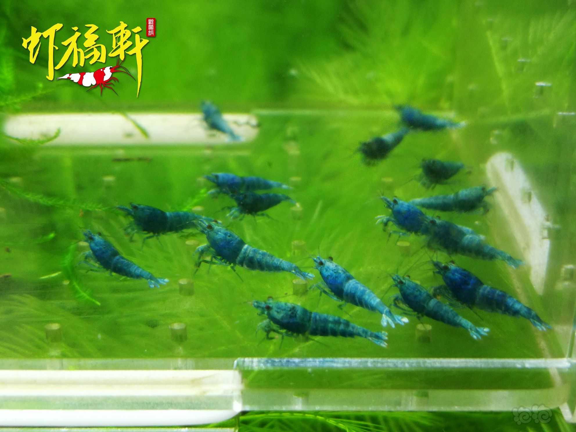 【虾】2022-10-04#RMB拍卖#蓝金刚小苗16只-图2