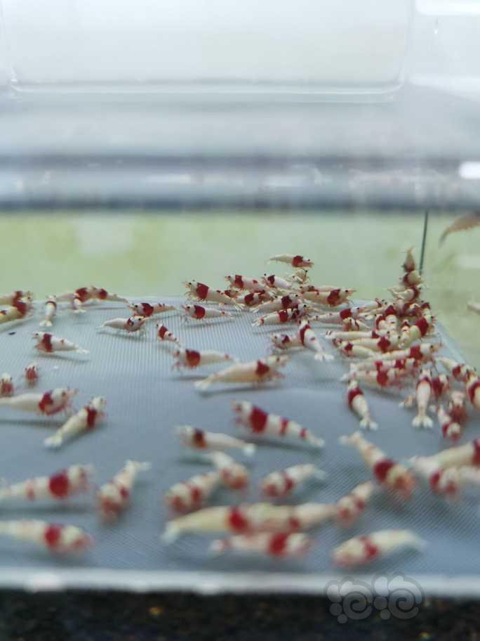 【虾】2022-10-11#RMB拍卖纯血红白幼虾100只-图2
