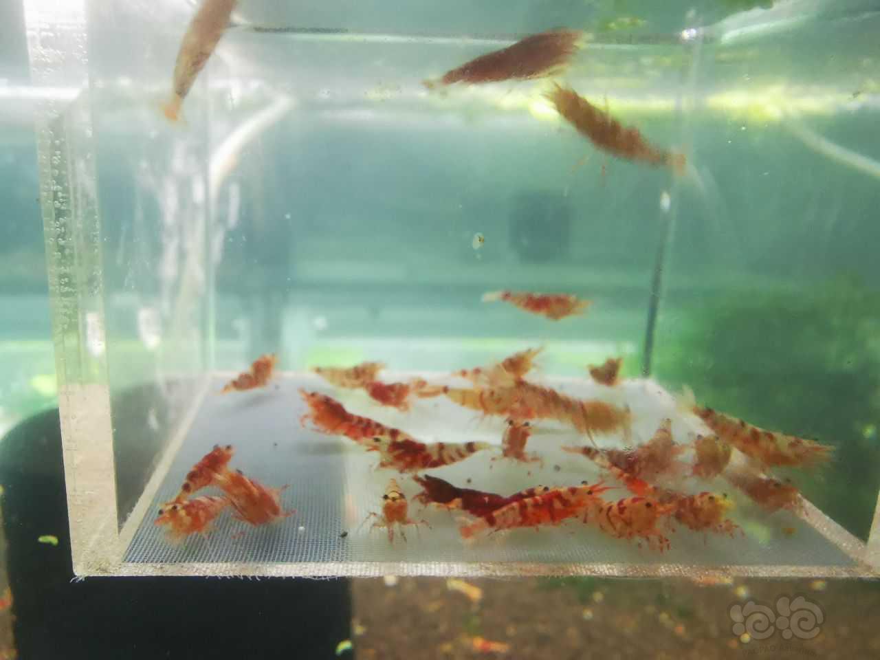 【虾】2022-10-23#RMB拍卖红花虎淘汰虾一组30只-图3