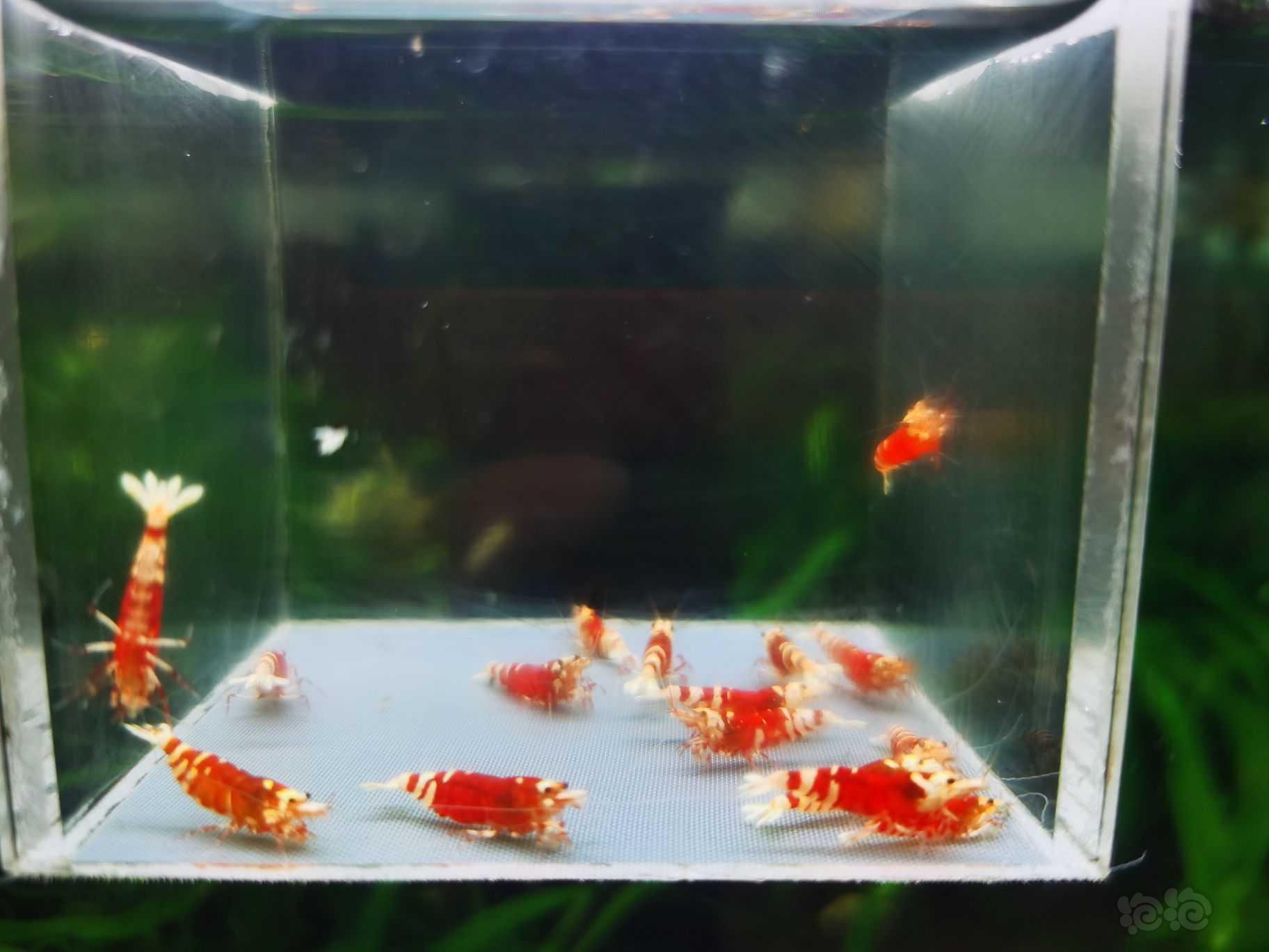 【虾】2022-10-2#RMB拍卖#红宝石20只-图3