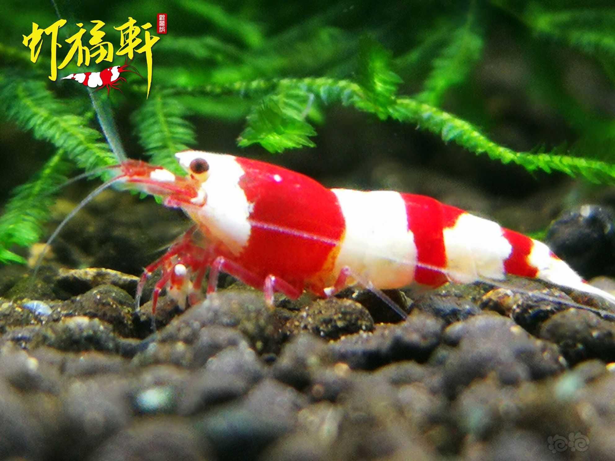【虾】2022-10-02#RMB拍卖#红白虎牙V型5只-图5