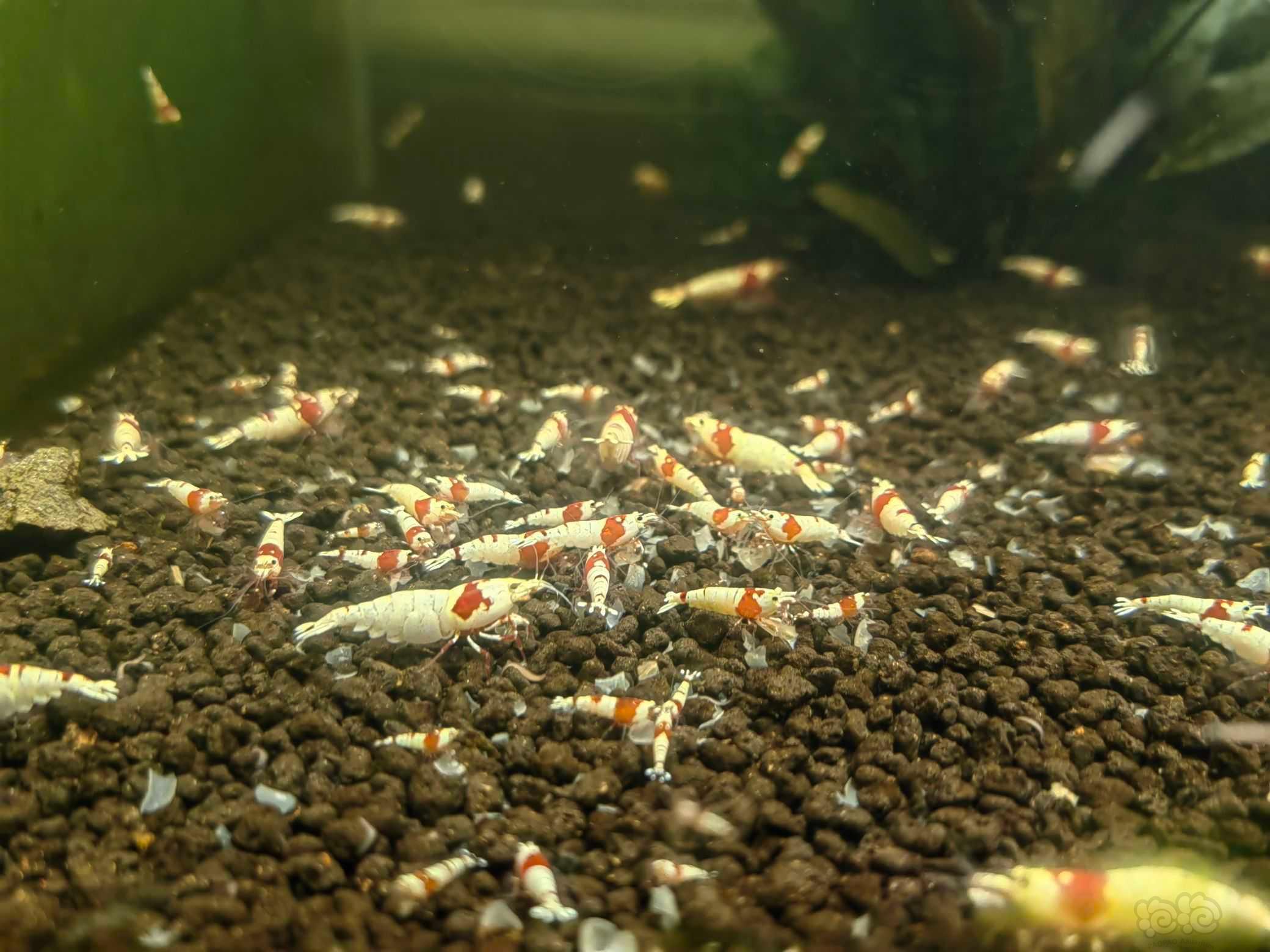 【水晶虾】出自养纯血红白水晶虾，淘汰红花虎-图4
