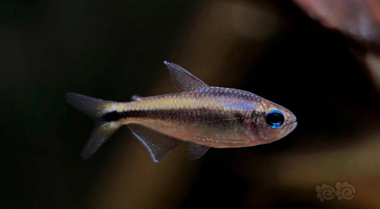 【灯科鱼】白金幻彩蓝魔-图1