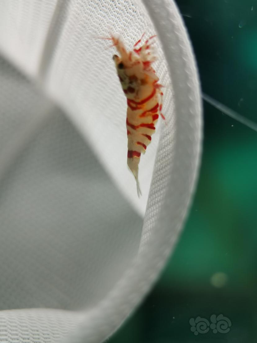 【虾】2022-10-19#RMB拍卖红花虎繁殖组16只-图4