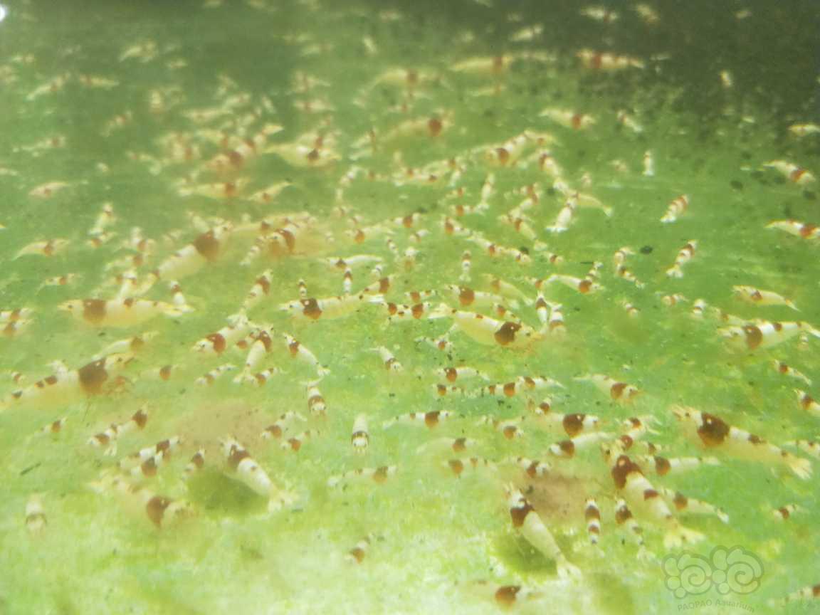 【水晶虾】虫子水晶虾出售，数量不多发完即止-图2