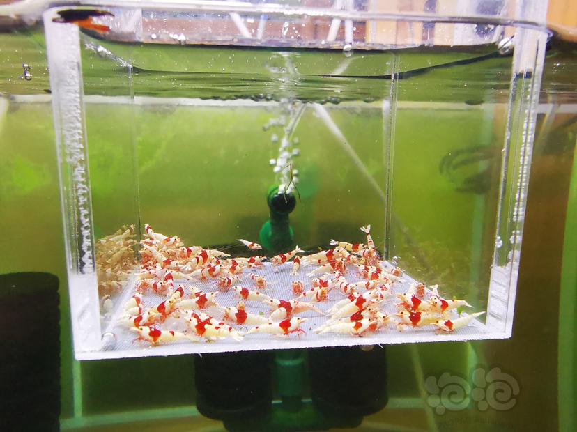 【虾】2022-10-10#RMB拍卖红白幼虾一组100只-图2