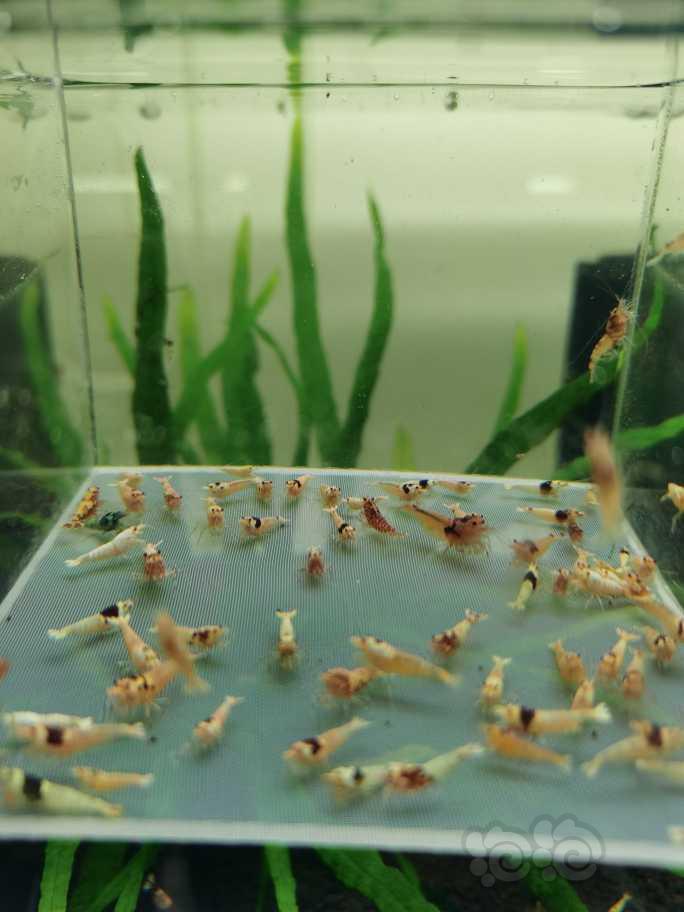 【虾】2022-10-15#RMB拍 卖 杂虾80只-图1