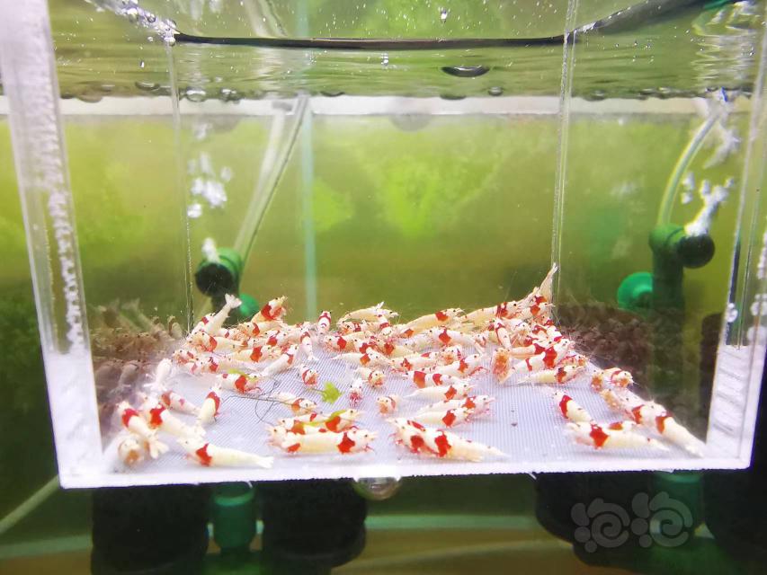 【虾】2022-10-10#RMB拍卖红白幼虾一组100只（2）-图2