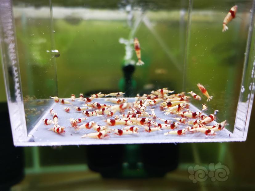 【虾】2022-10-05#RMB拍卖红白幼虾一组100只-图1