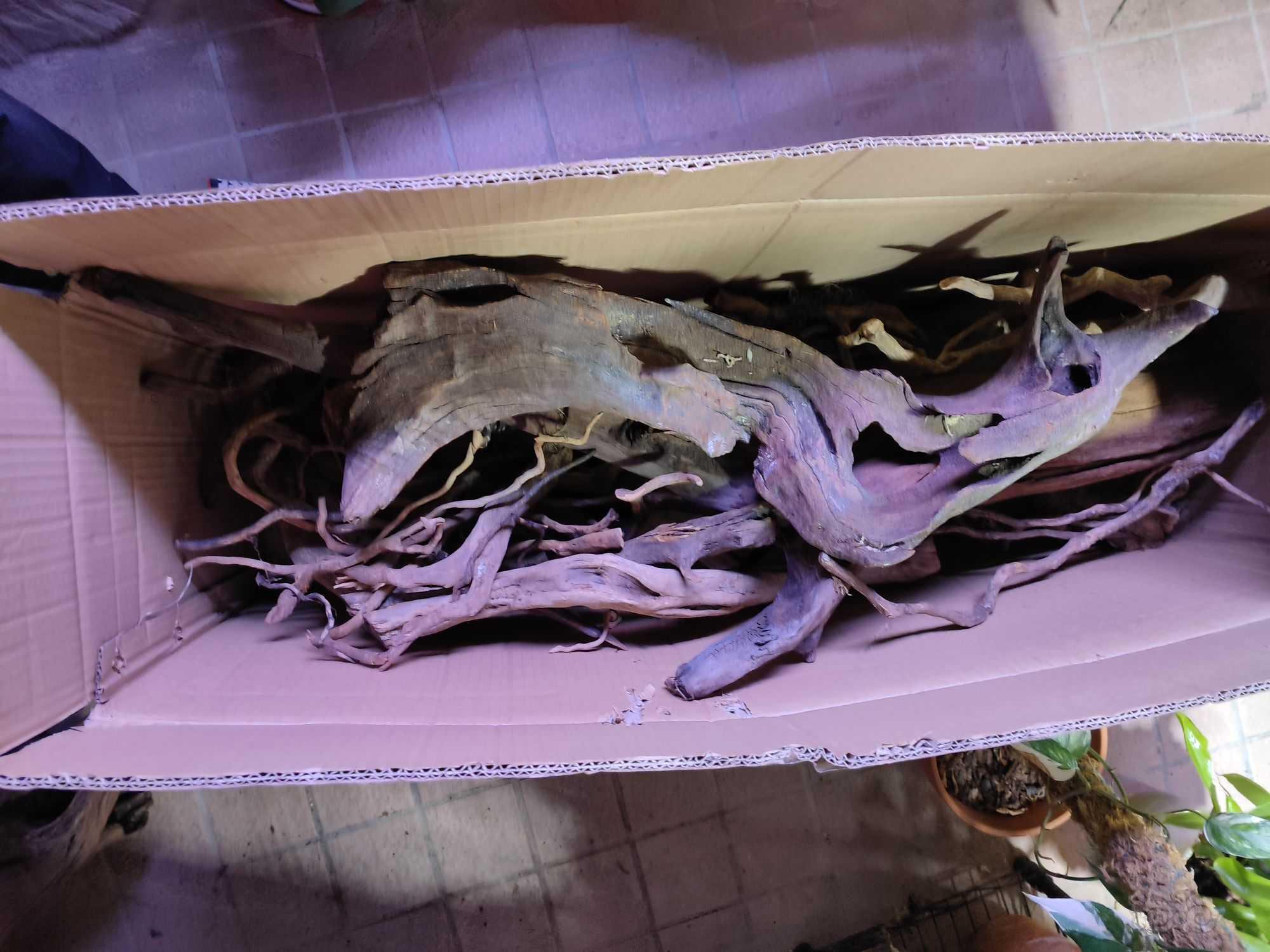 紫柚木沉木，杜鹃根55斤，打包出售，每斤15元，深圳发出-图11
