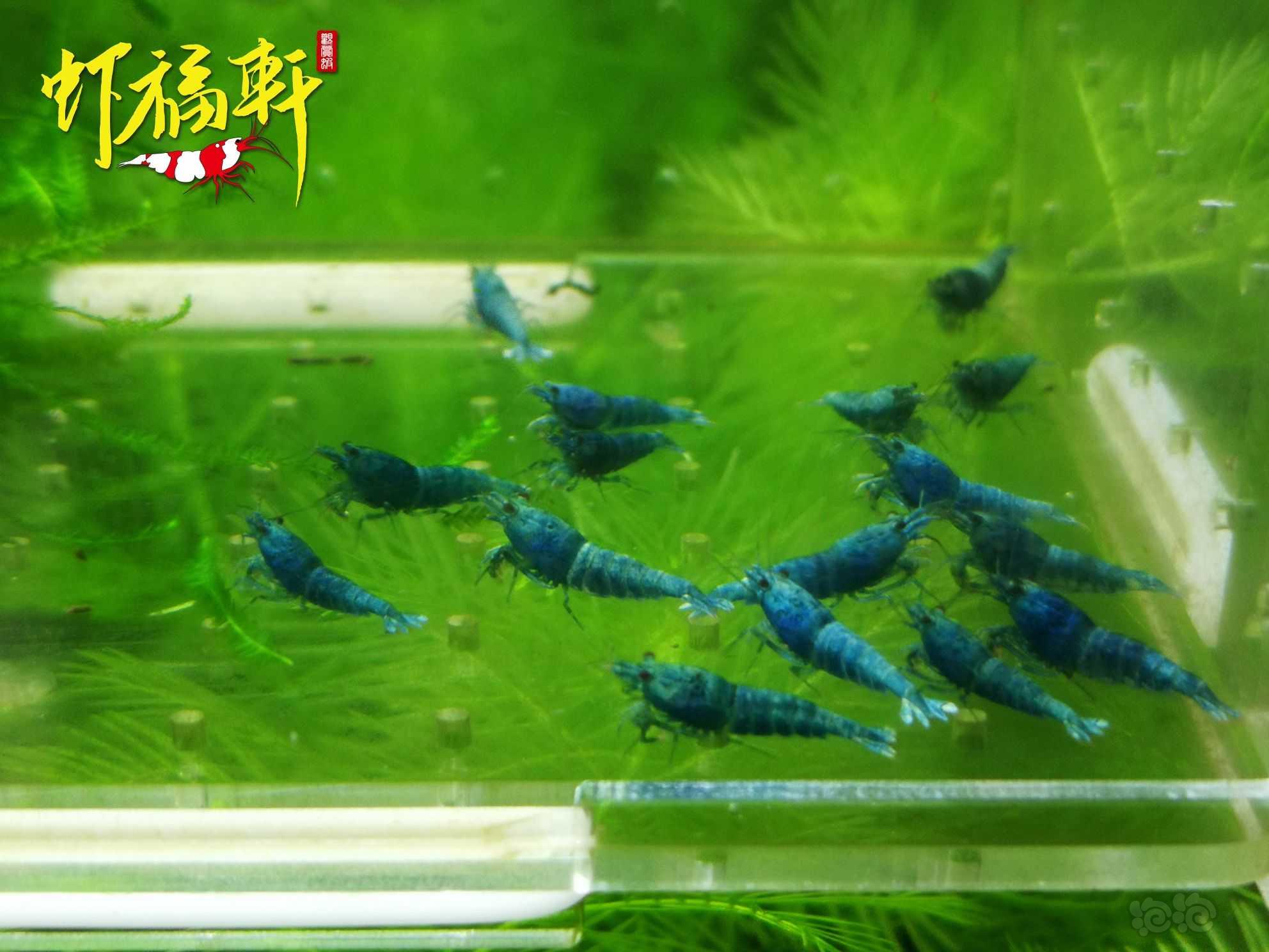 【虾】2022-10-04#RMB拍卖#蓝金刚小苗16只-图1