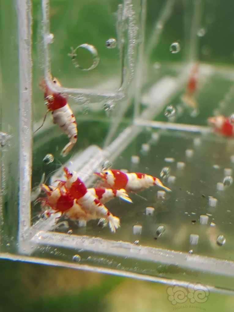 【水晶虾】【出售】纯血红白繁殖组20只，包邮
【份数】一份10公10母-图2
