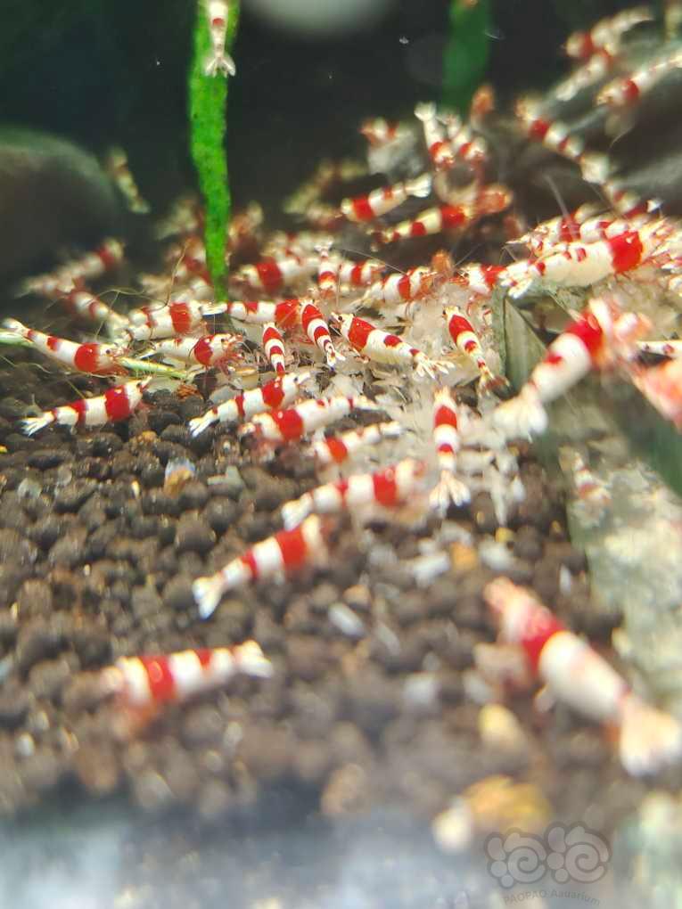 【水晶虾】【出售】纯血红白繁殖组20只，包邮
【份数】一份10公10母-图3