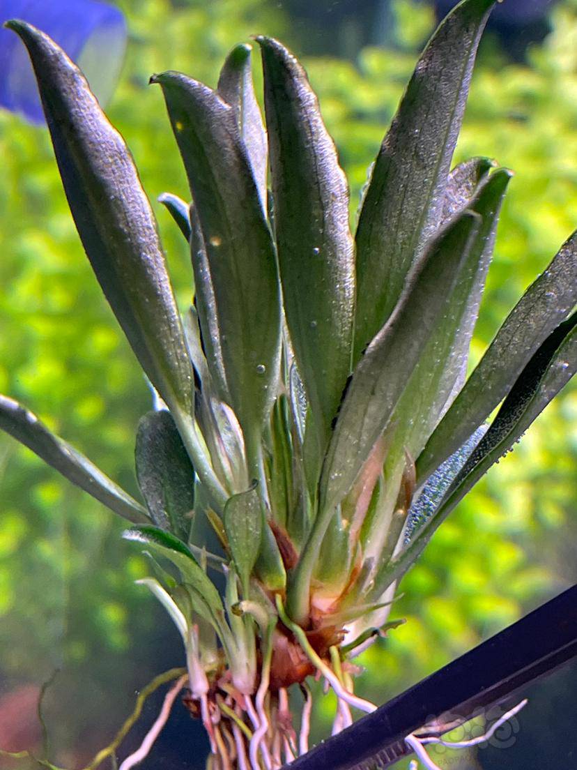 椒榕之美～卡佩特k5-图2