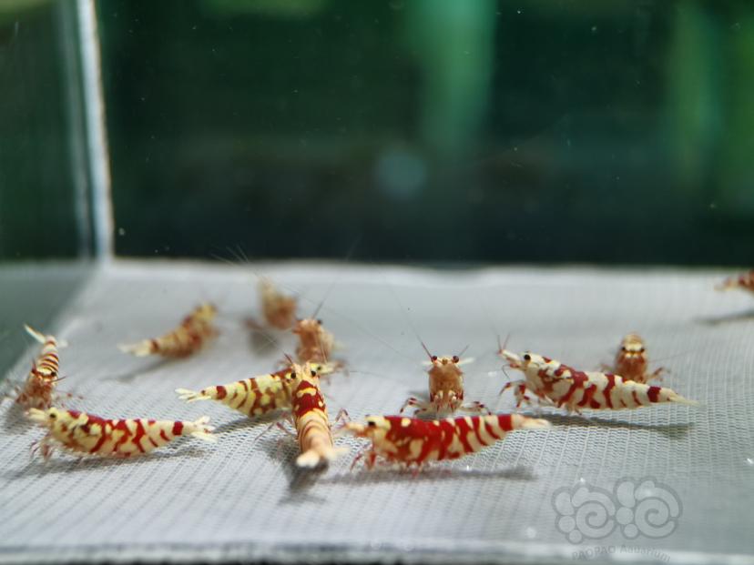 【虾】2022-10-19#RMB拍卖红花虎繁殖组16只-图7