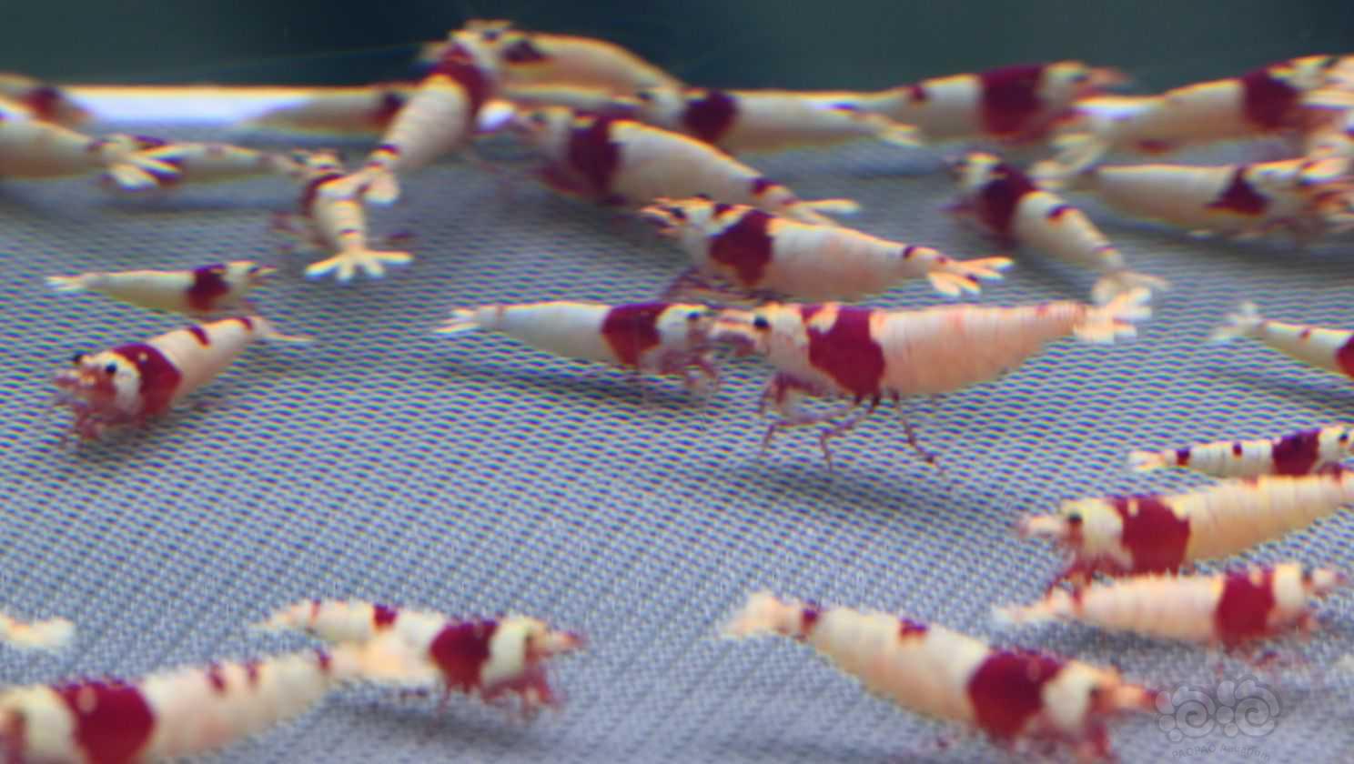 【水晶虾】出一组红白-图5