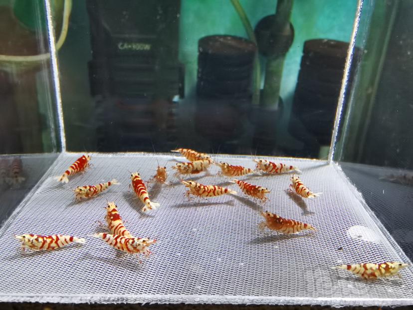 【虾】2022-10-19#RMB拍卖红花虎繁殖组16只-图1