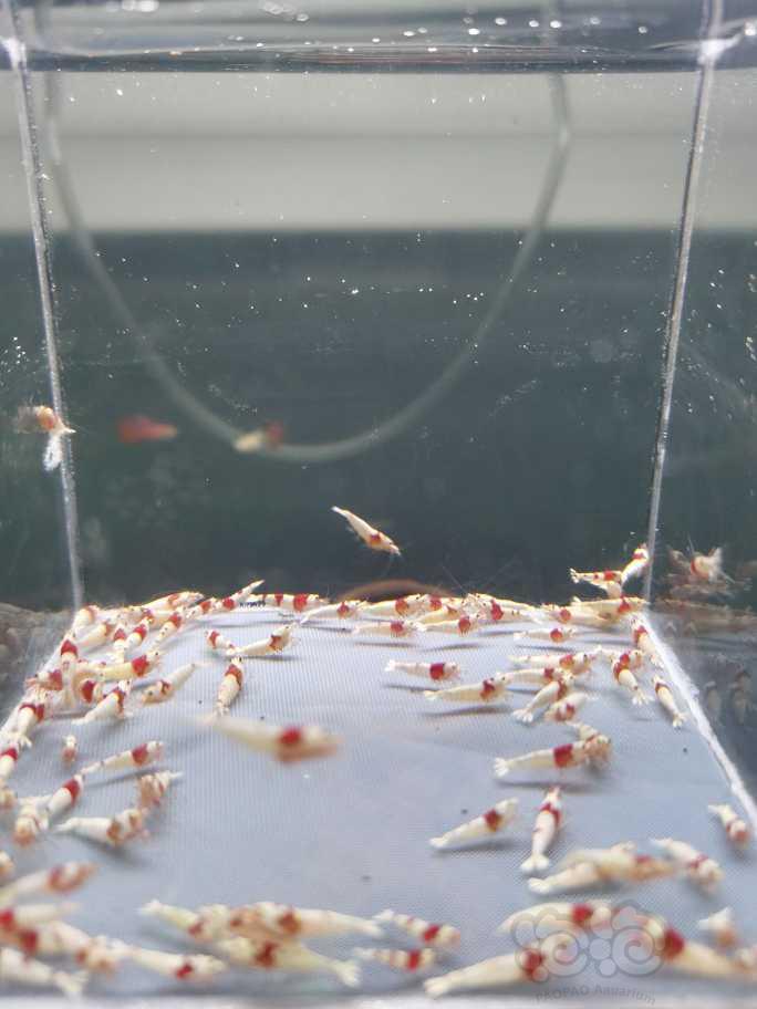 【虾】2022-10-09#RMB拍卖纯血红白幼虾100只-图3