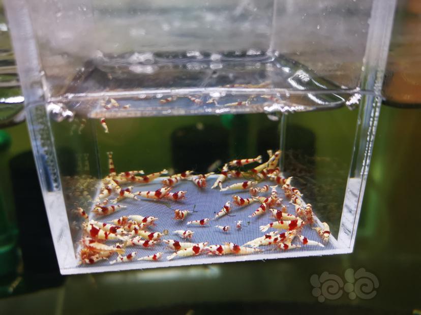 【虾】2022-10-20#RMB拍卖红白幼虾一组100只-图4