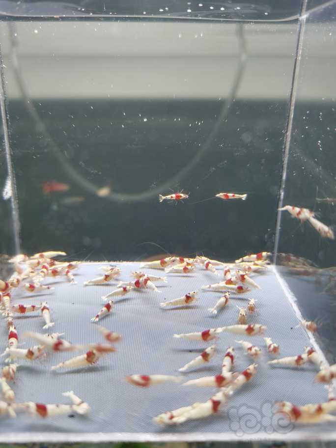 【虾】2022-10-09#RMB拍卖纯血红白幼虾100只-图1