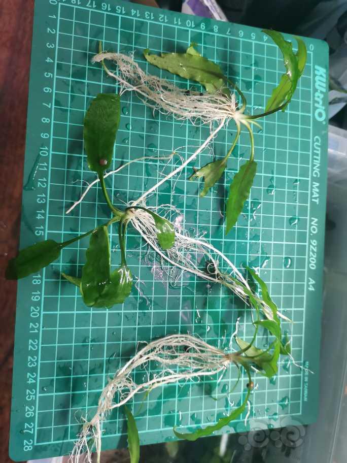 出三颗西瓜椒草品种自己看-图1