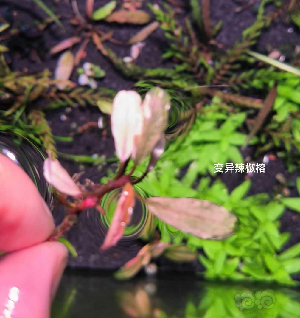 【水草】2022-10-20号#RMB拍卖#变异辣椒榕一颗，幻影-图2