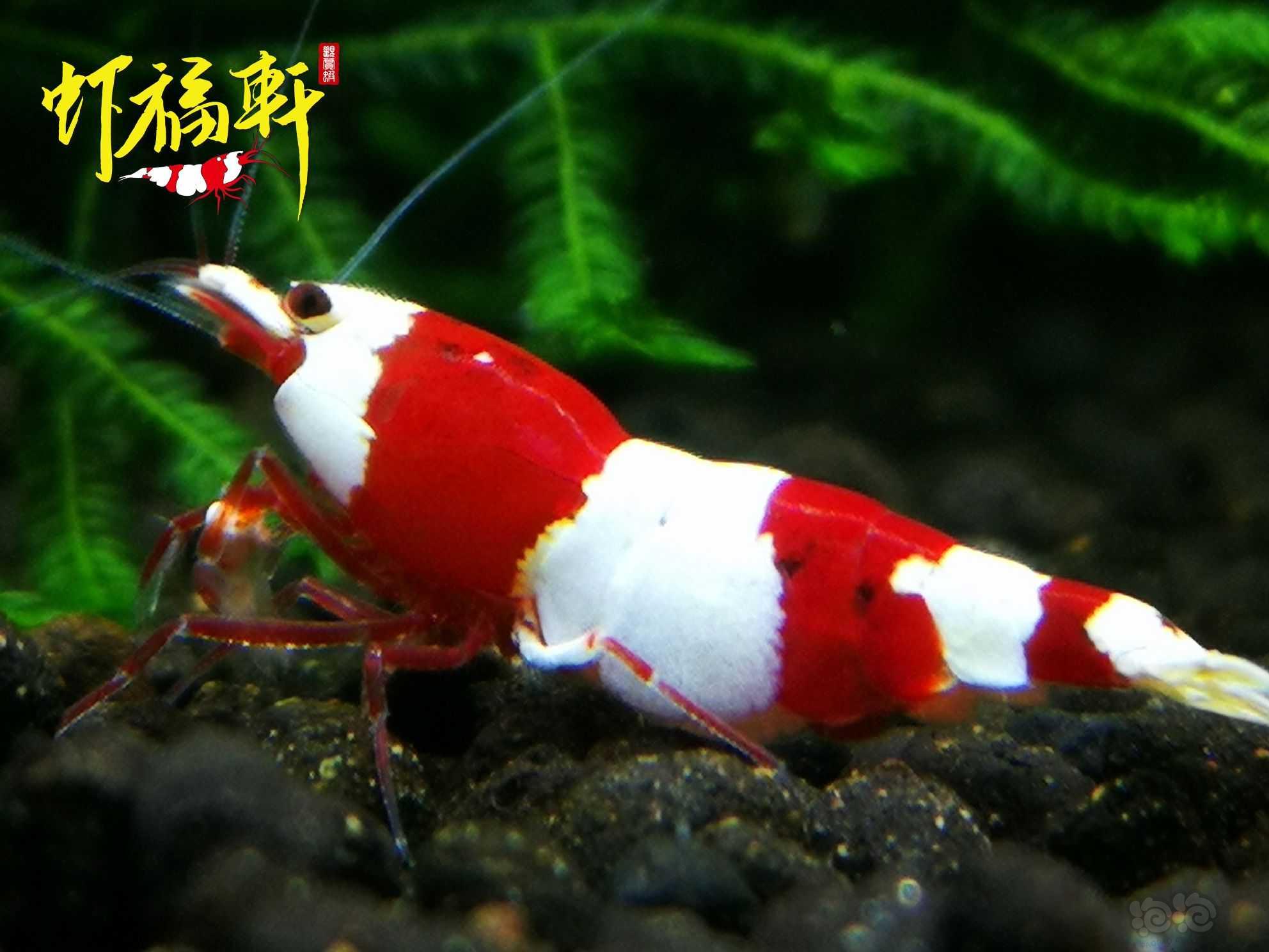 【虾】2022-10-02#RMB拍卖#红白虎牙V型5只-图3