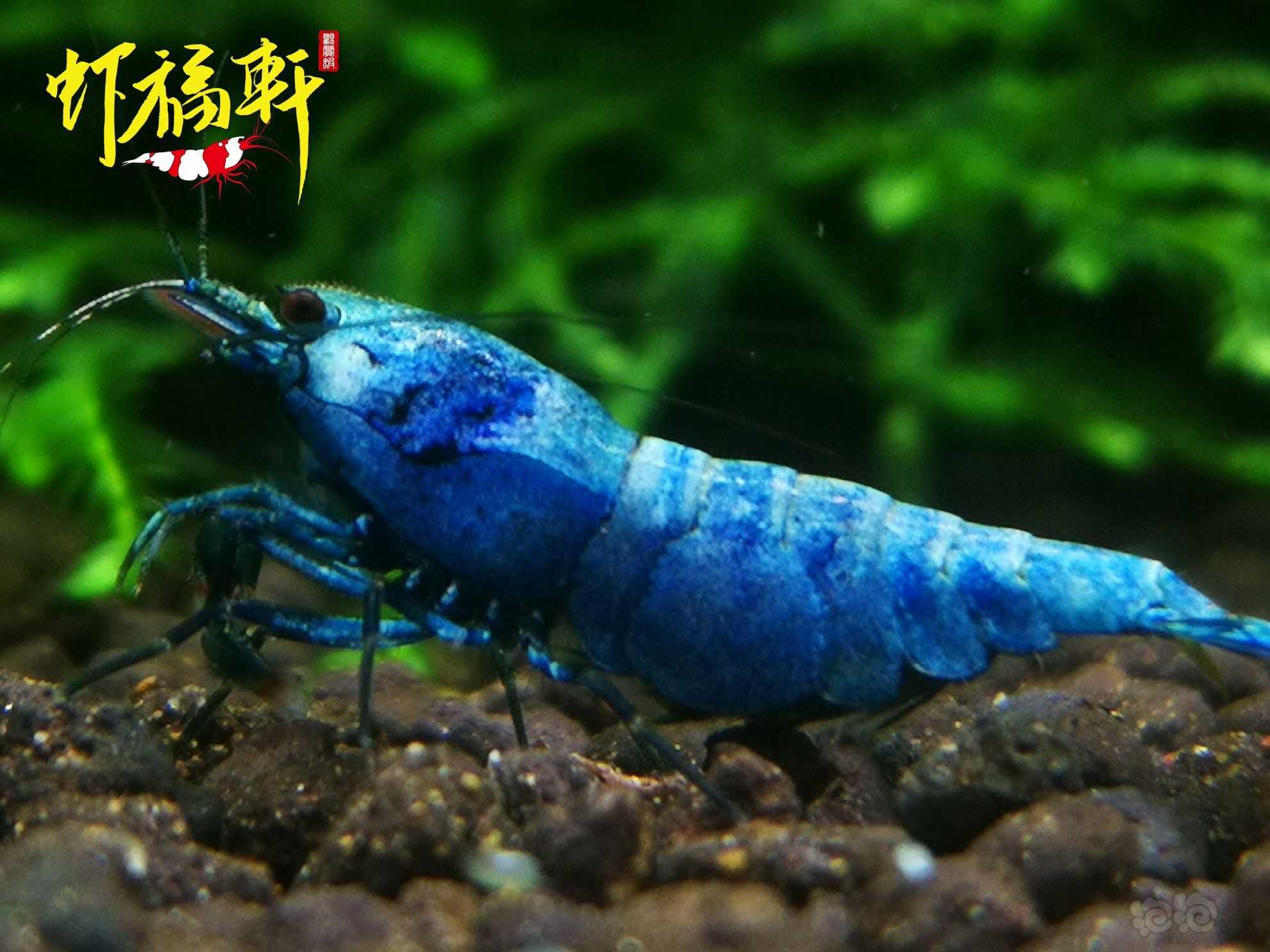 【虾】2022-10-05#RMB拍卖#蓝金刚繁殖组5只-图3