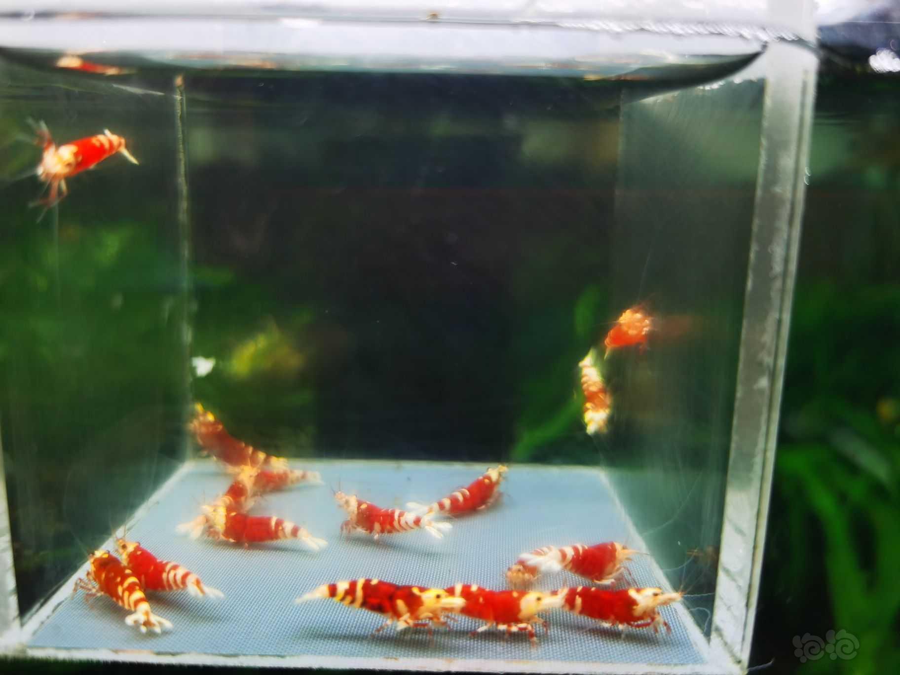 【虾】2022-10-2#RMB拍卖#红宝石20只-图1