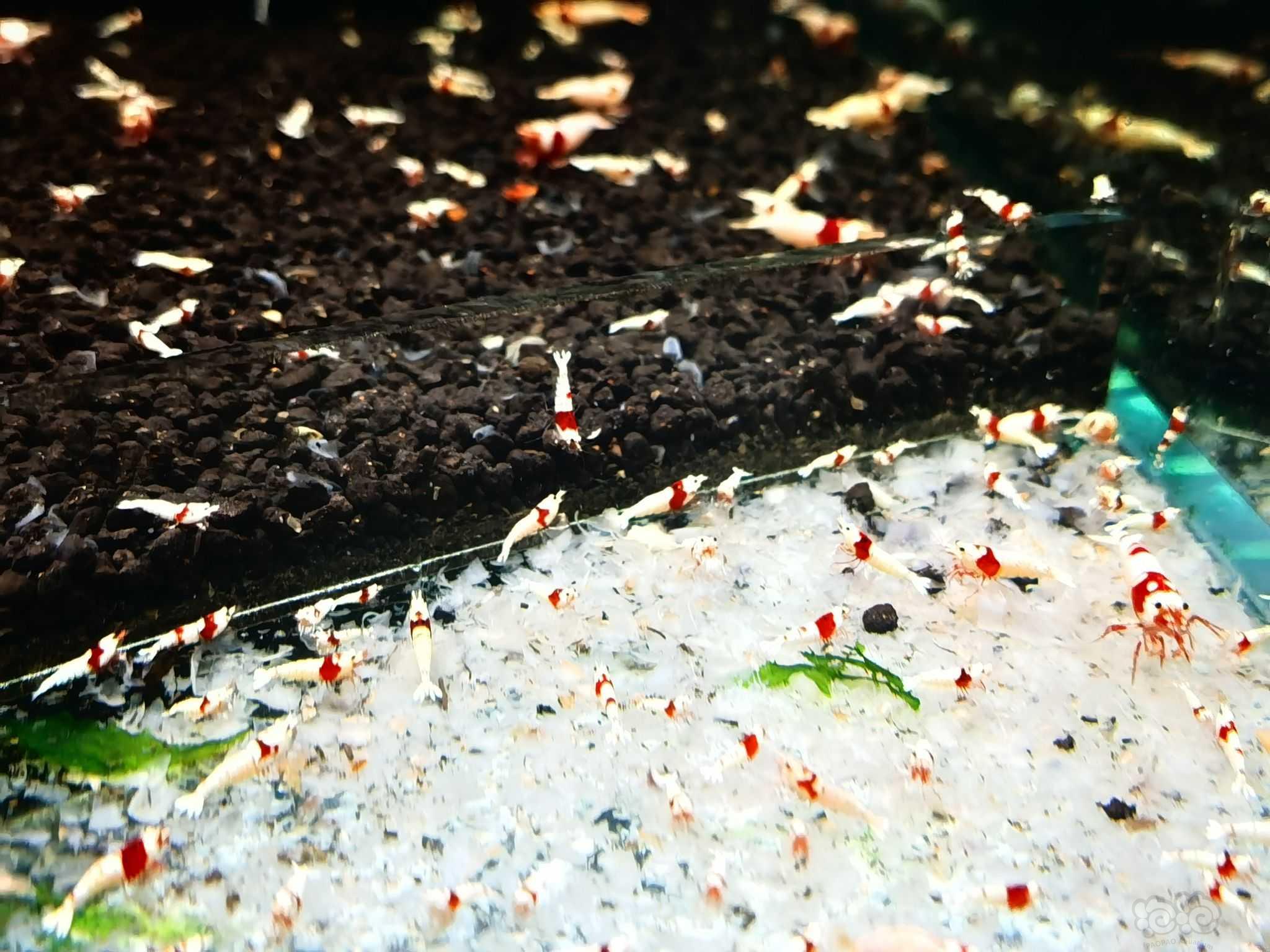【虾螺】清缸出纯血红白-图2