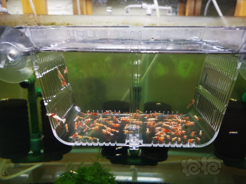 【虾】2022-10-03#RMB拍卖红花虎幼虾一组100只（1）-图3