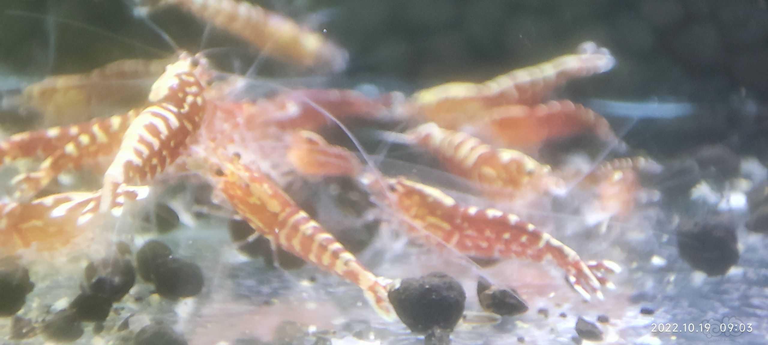 【水晶虾】出缸红银河水晶虾，-图5