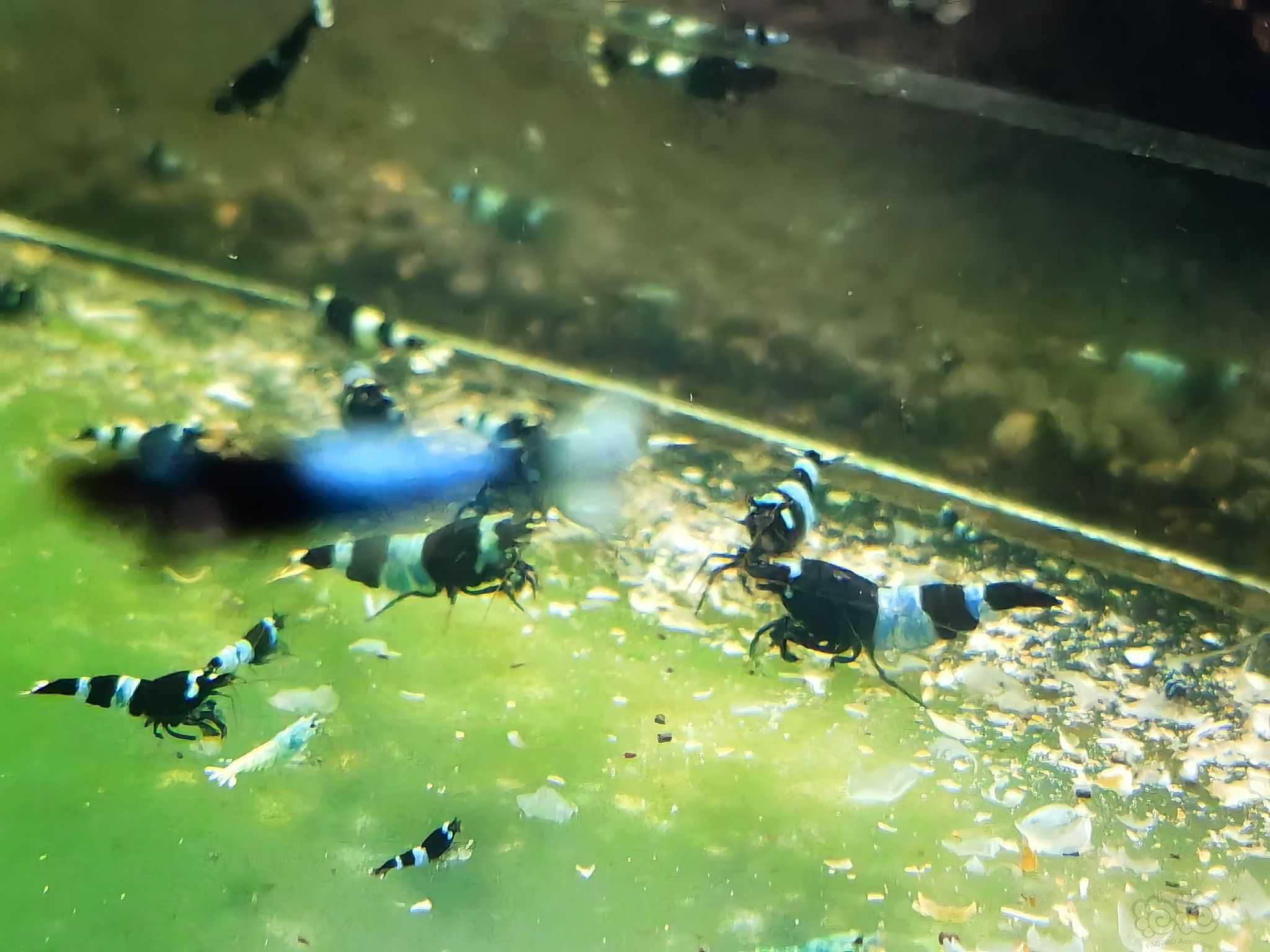 【虾螺】出黑金刚水晶虾-图2