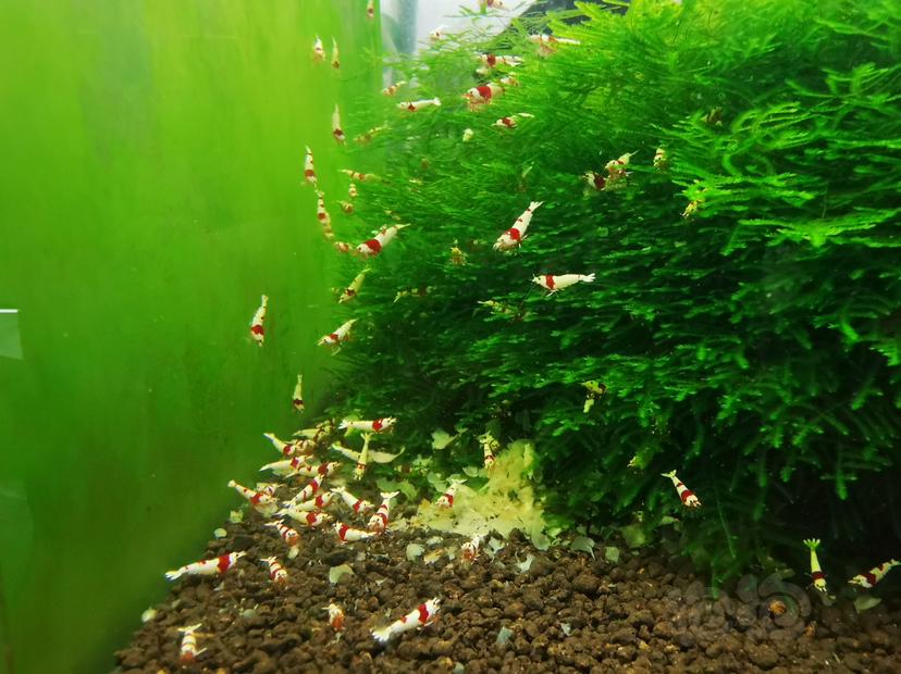 【虾】2022-10-02#RMB拍卖红白幼虾一组100只-图2