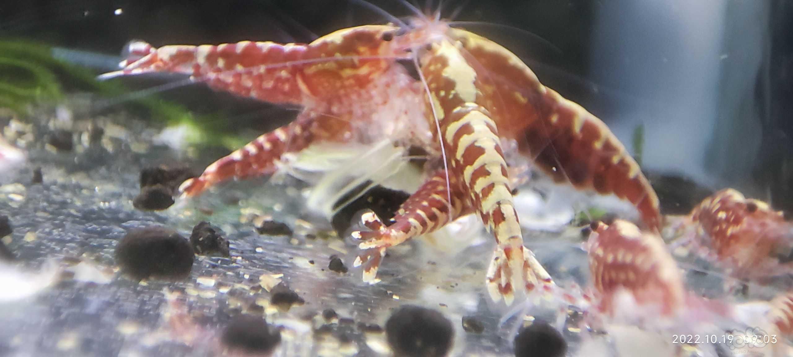 【水晶虾】出缸红银河水晶虾，-图4