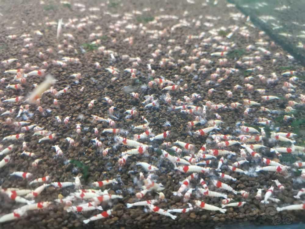 【水晶虾】出2000只  红白 练手虾-图2