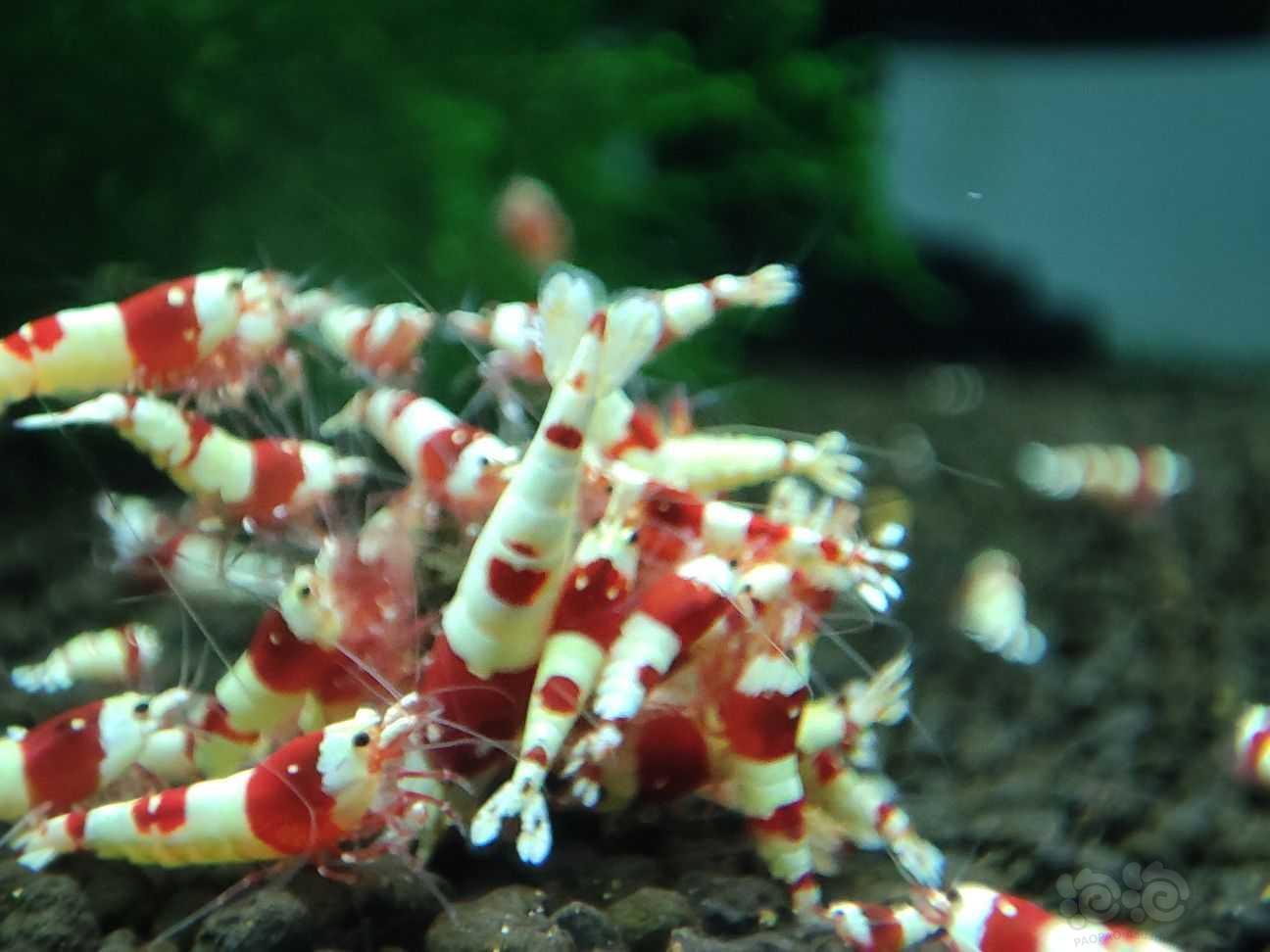 【水晶虾】出售纯血红白水晶虾-图4