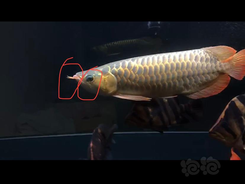 【龙鱼】红龙鱼随笔新手篇（三）红龙鱼的挑选-图7