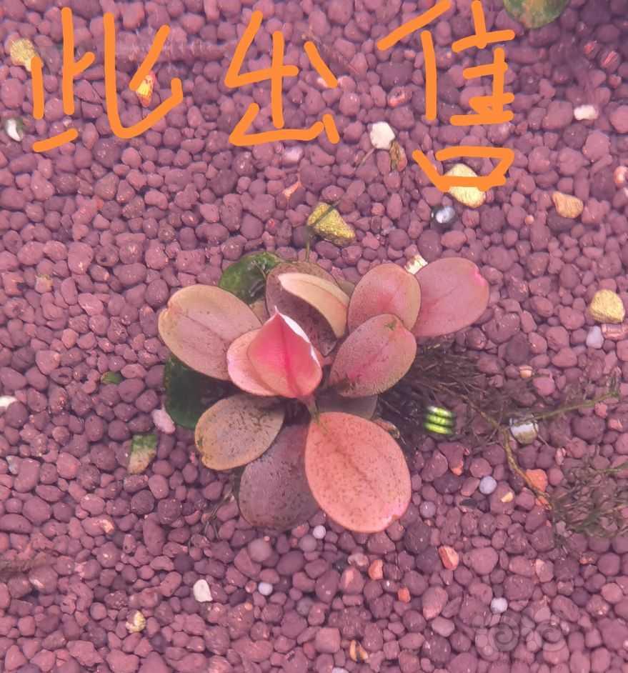 【水草】2022-10-28#RMB拍卖#19年圆叶-图1